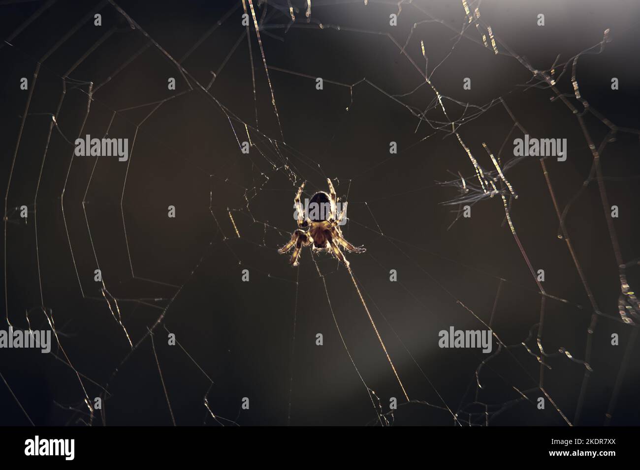Waldspinne webt ein Netz in den Strahlen der Sonne aus nächster Nähe Stockfoto