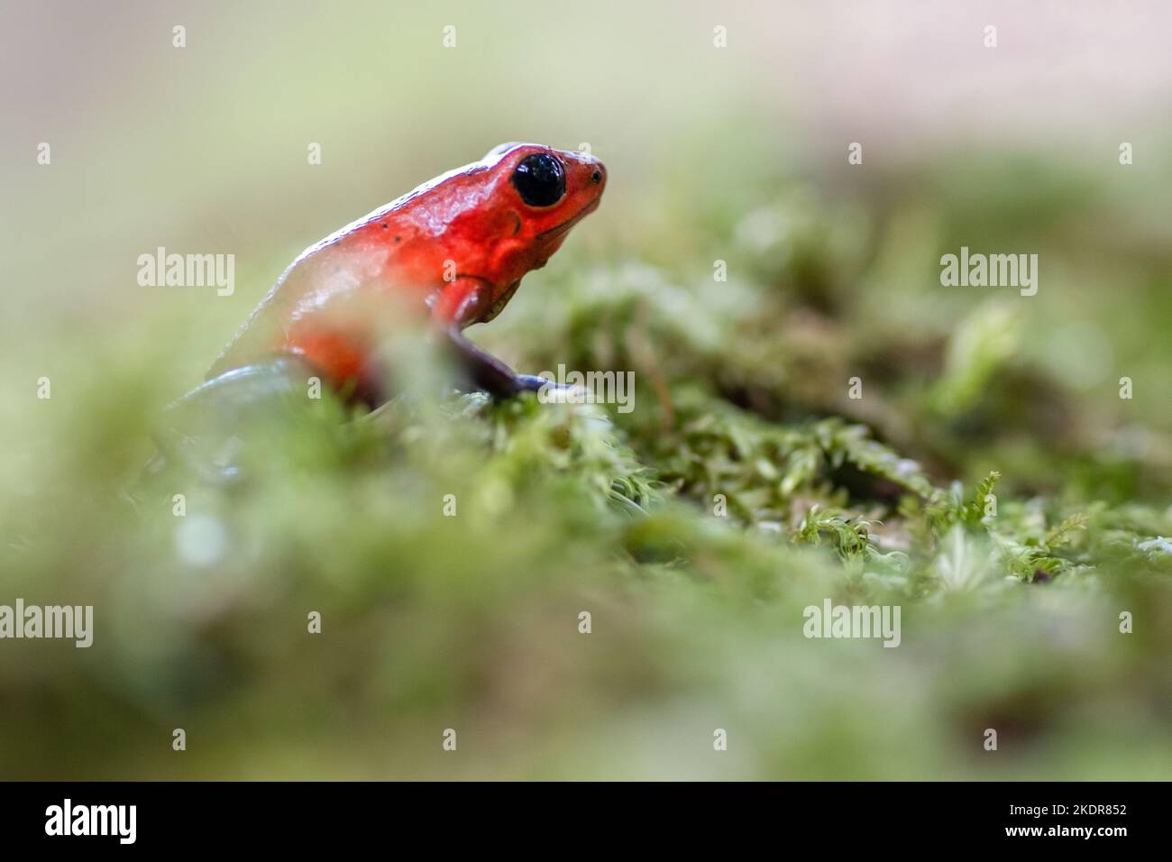 Blue Jeans Dart Frog Stockfoto