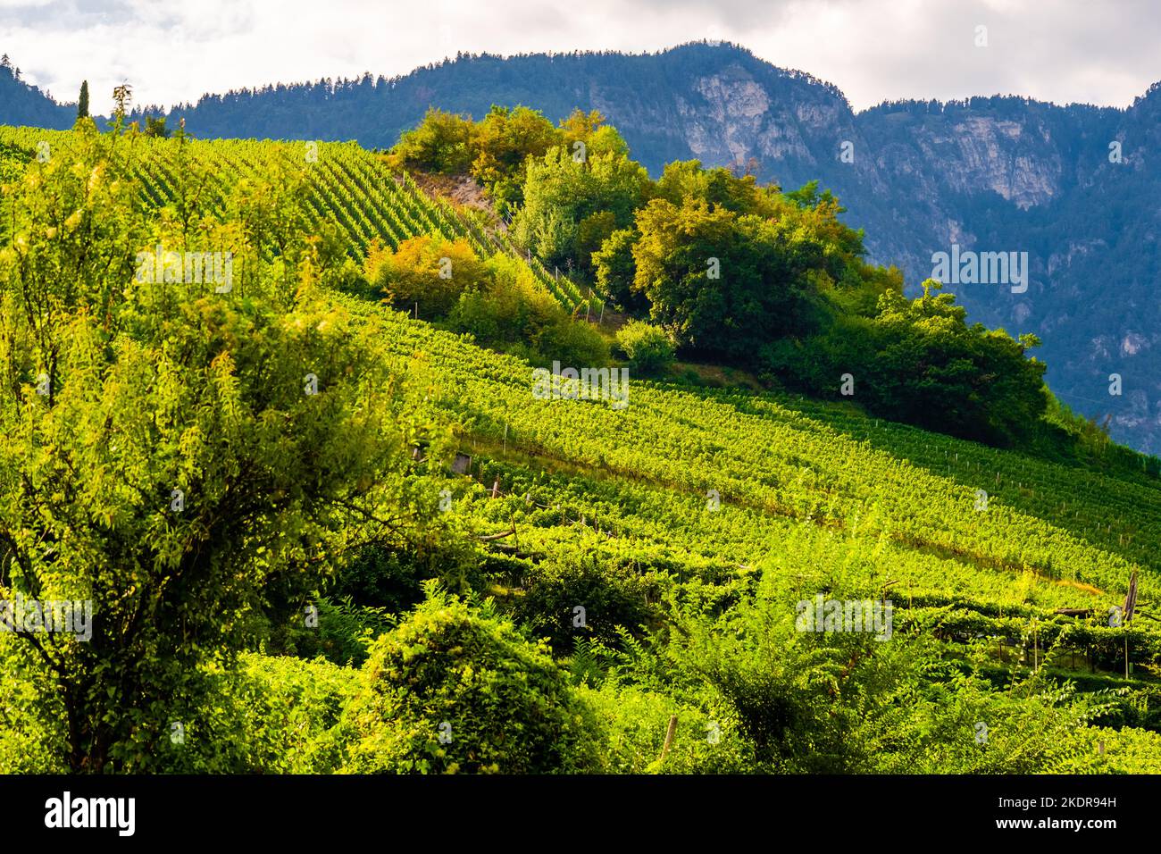 Trauben für die Weinproduktion. Alkoholproduktion. Weinhof. Stockfoto