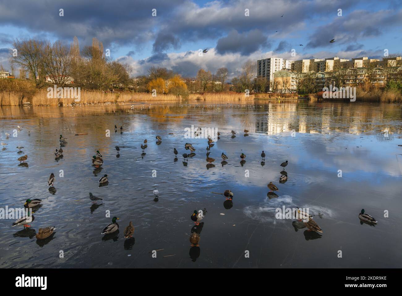 Tongrubenteich im Szczesliwicki Park im Stadtteil Ochota in Warschau, der Hauptstadt Polens Stockfoto