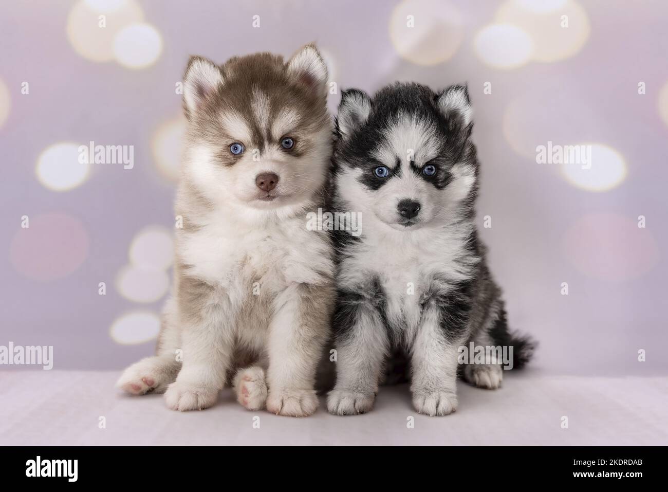 2 Pomsky Welpen Stockfoto
