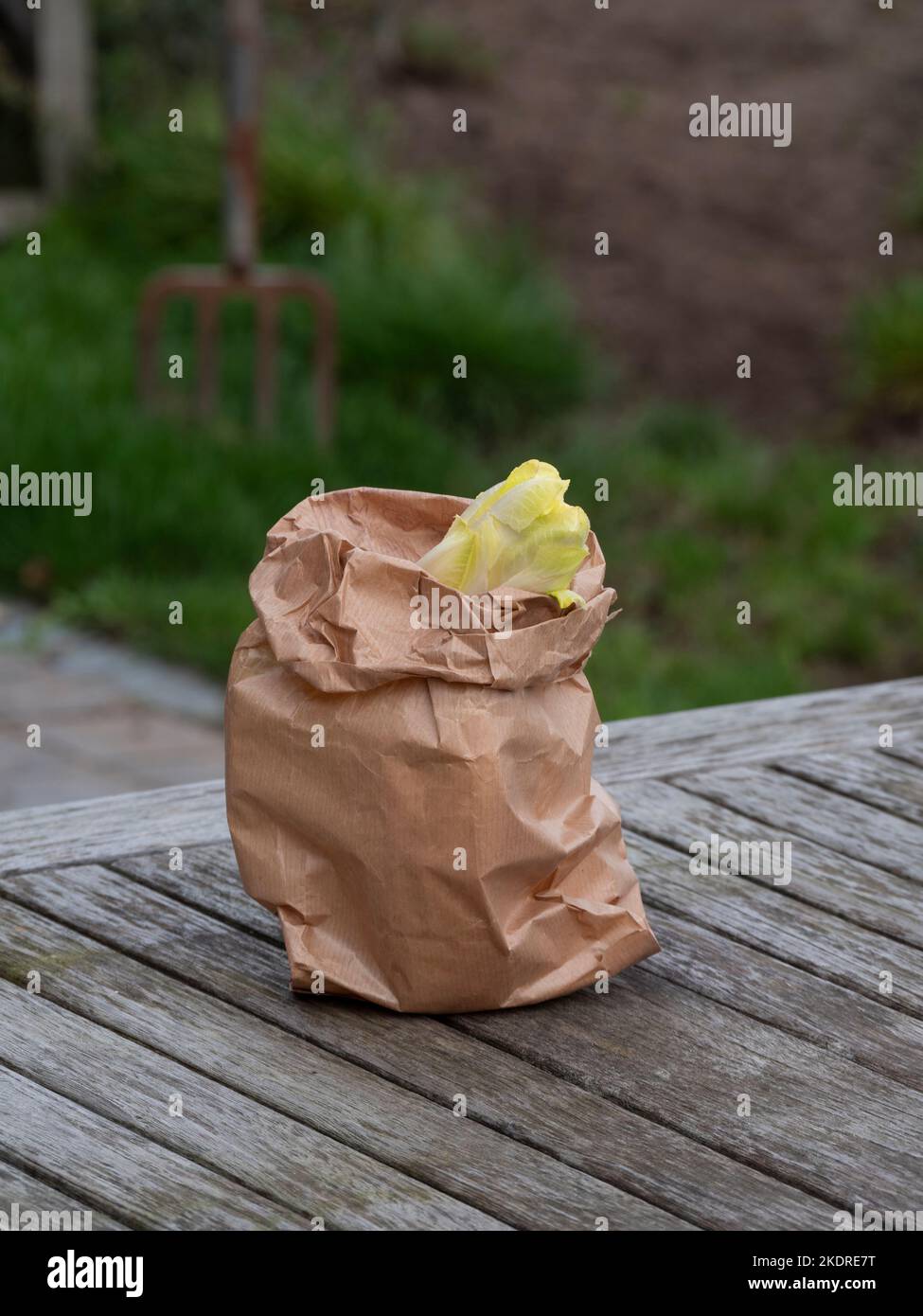 Aufrechter brauner Papier-Gemüsebeutel mit einem aufrechten Kopf aus Zichorien-Endive Stockfoto