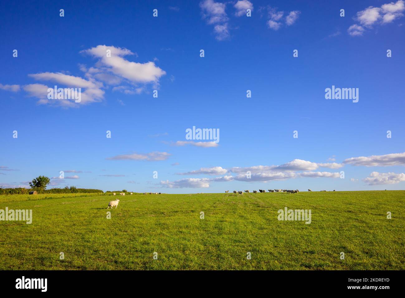 Schafe auf einem Feld mit blauem Himmel Stockfoto