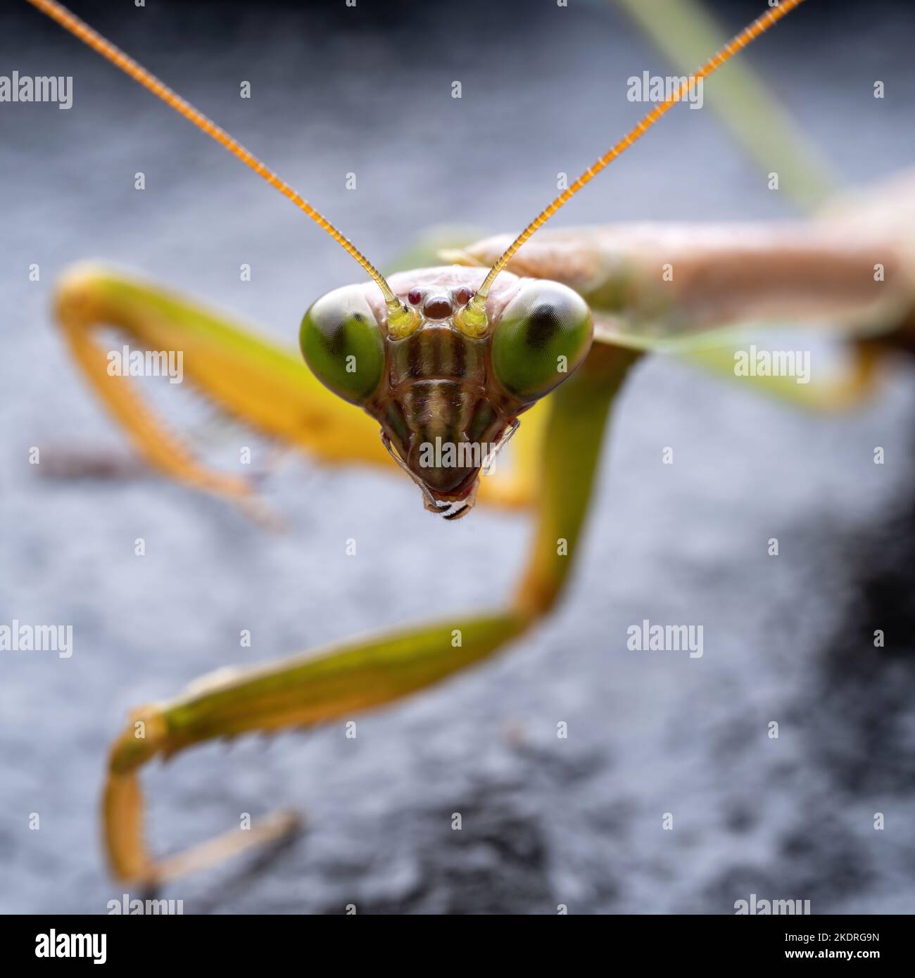 Chongqing Berg Insekten - Mantis Stockfoto