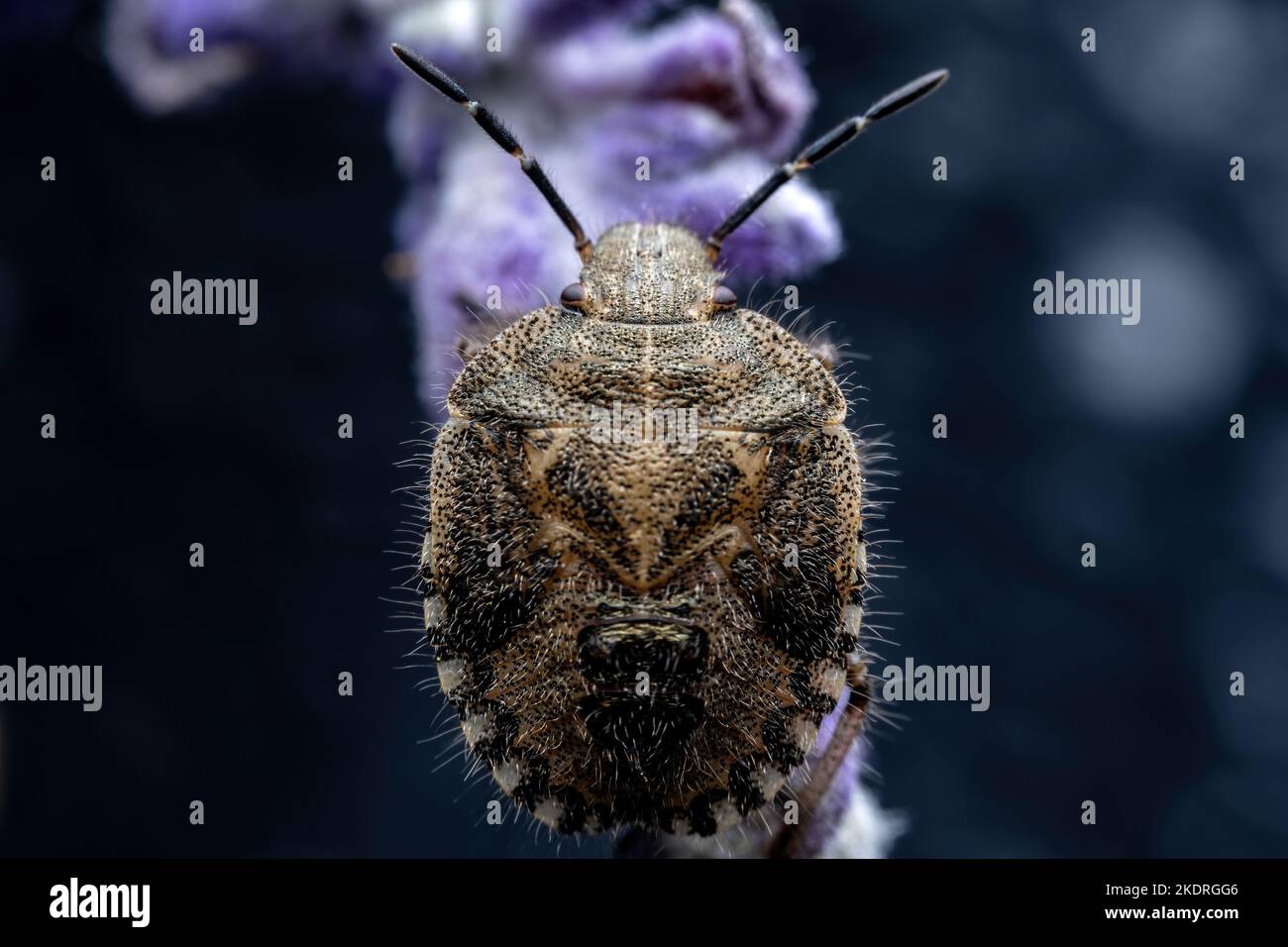 Chongqing Berg Insekten - Insekten Stockfoto