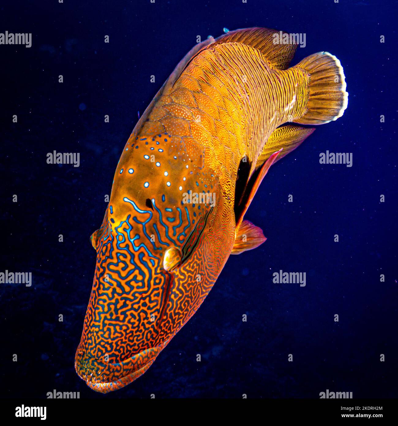 Nahaufnahme von neugierigen und farbenfrohen Napoleon-Lippfisch unter Tauchern, die sich der Kamera nähern Stockfoto