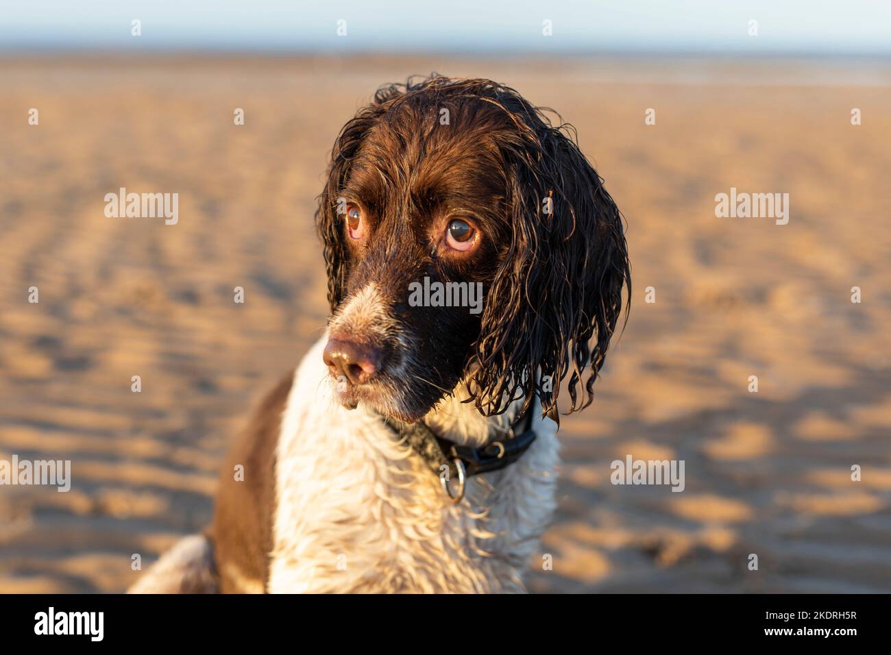 Ein nasser Springer Spaniel an einem Strand in Großbritannien Stockfoto