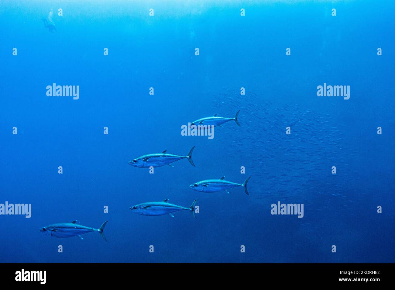 Gruppe von Thunfisch im offenen Wasser auf Tauchsafari in Ägypten Stockfoto