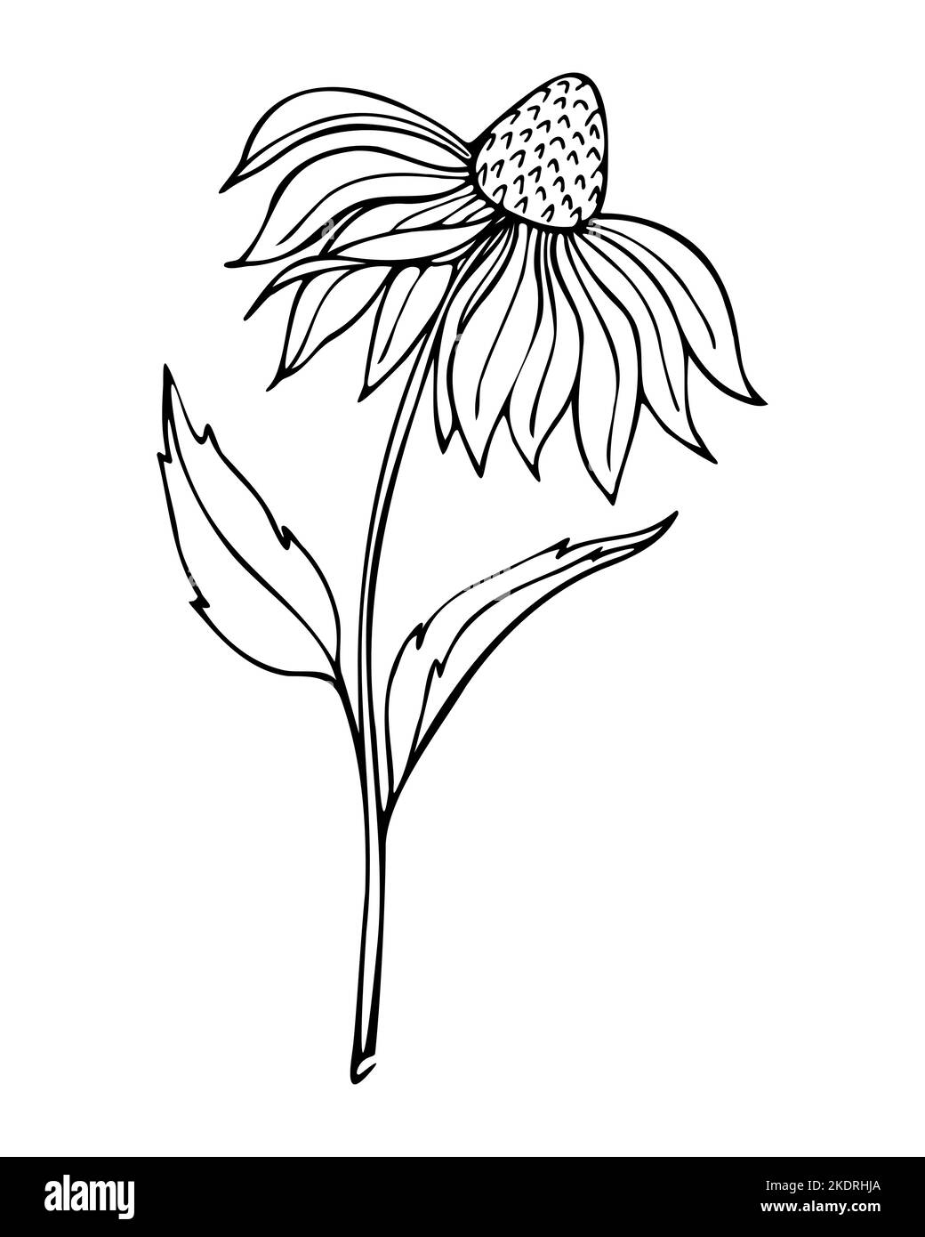 Echinacea Blume Hand gezeichnete Doodle schwarzen Umriss Kontur. Vektorgrafik Stock Vektor