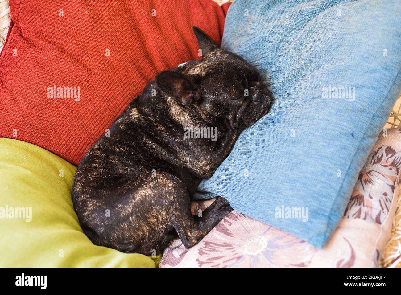 Französische Bulldogge schläft allein auf bunten Kissen Stockfoto