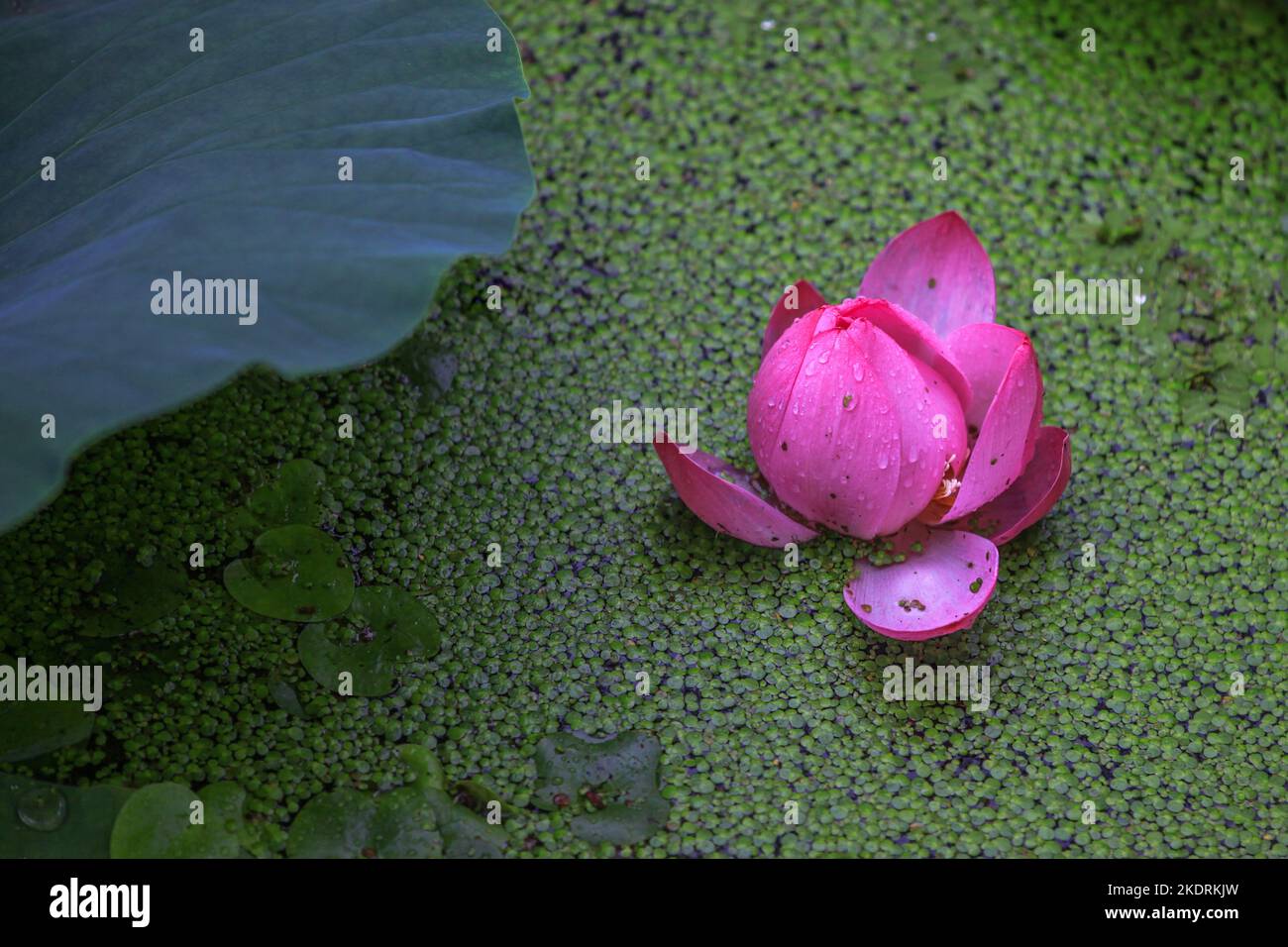 Nankai University Horseshoe Lake 'Lotus' Sie haben einen Termin Stockfoto