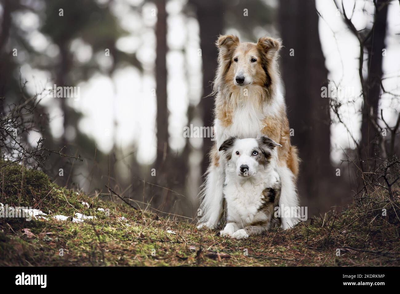Collie und Border Collie Stockfoto