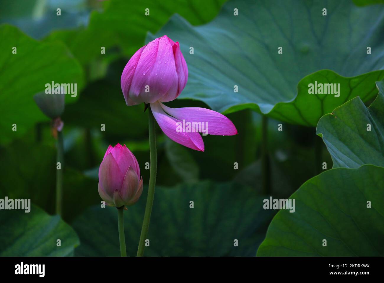 Nankai University Horseshoe Lake 'Lotus' Sie haben einen Termin Stockfoto