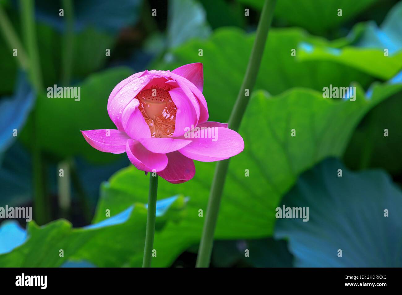 Nankai University Horseshoe Lake 'Lotus' Sie haben einen Termin Stockfoto