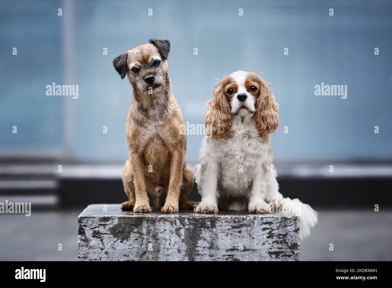 Kavalier König Charles Spaniel mit Border Terrier Stockfoto
