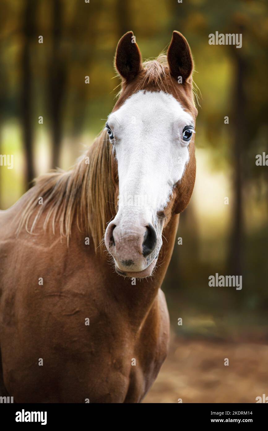 Malen Sie Pferdeborträt Stockfoto