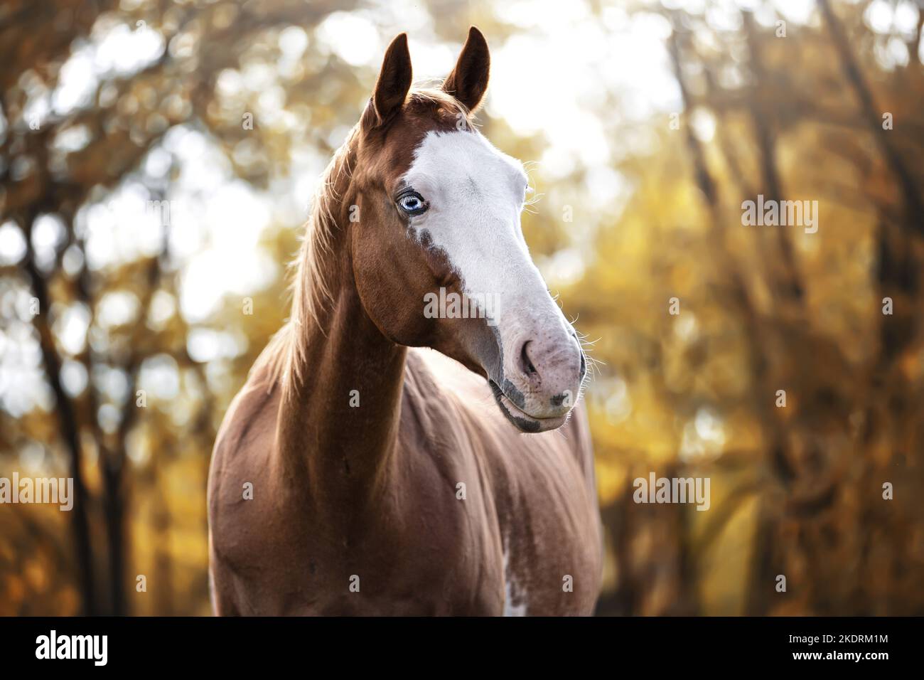 Malen Sie Pferdeborträt Stockfoto
