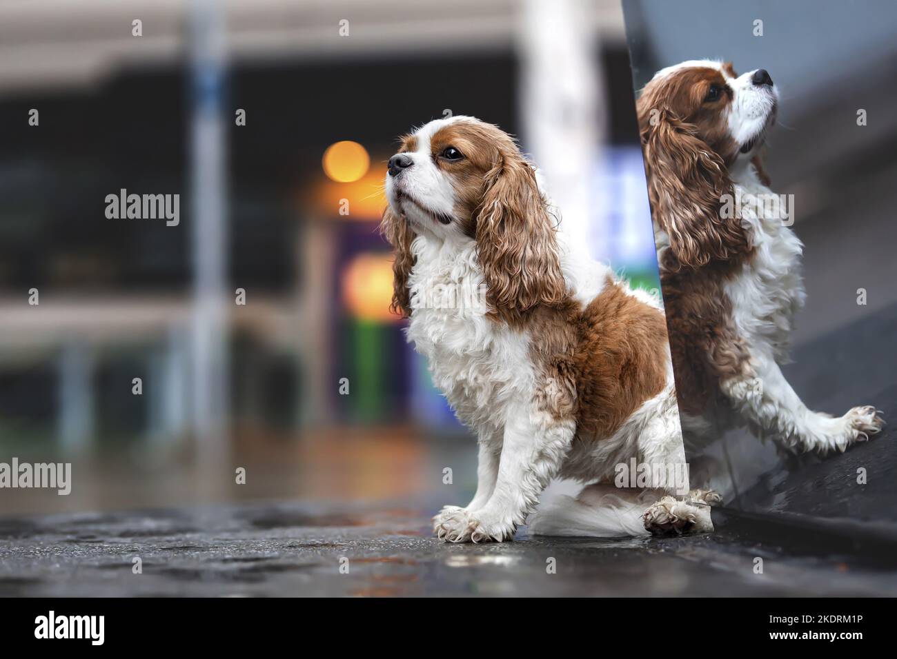 Cavalier King Charles Spaniel sitzend Stockfoto