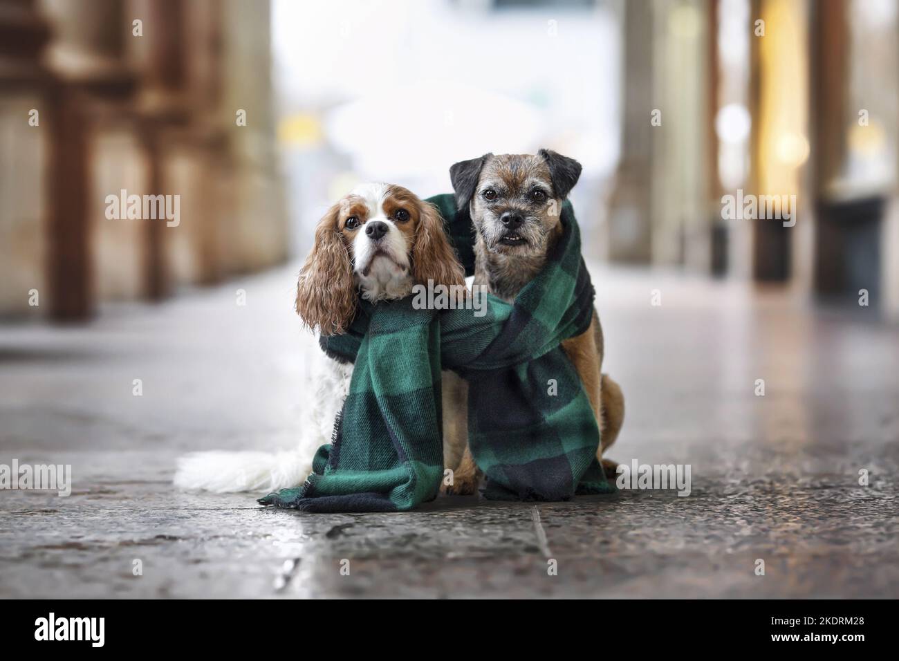 Kavalier König Charles Spaniel mit Border Terrier Stockfoto