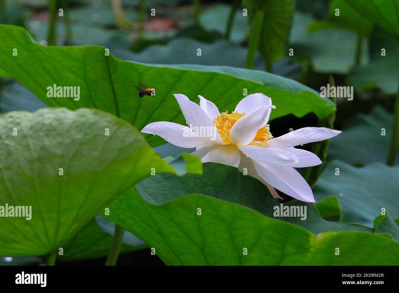 Nankai University Horseshoe Lake 'Lotus' Sie haben einen Termin Stockfoto