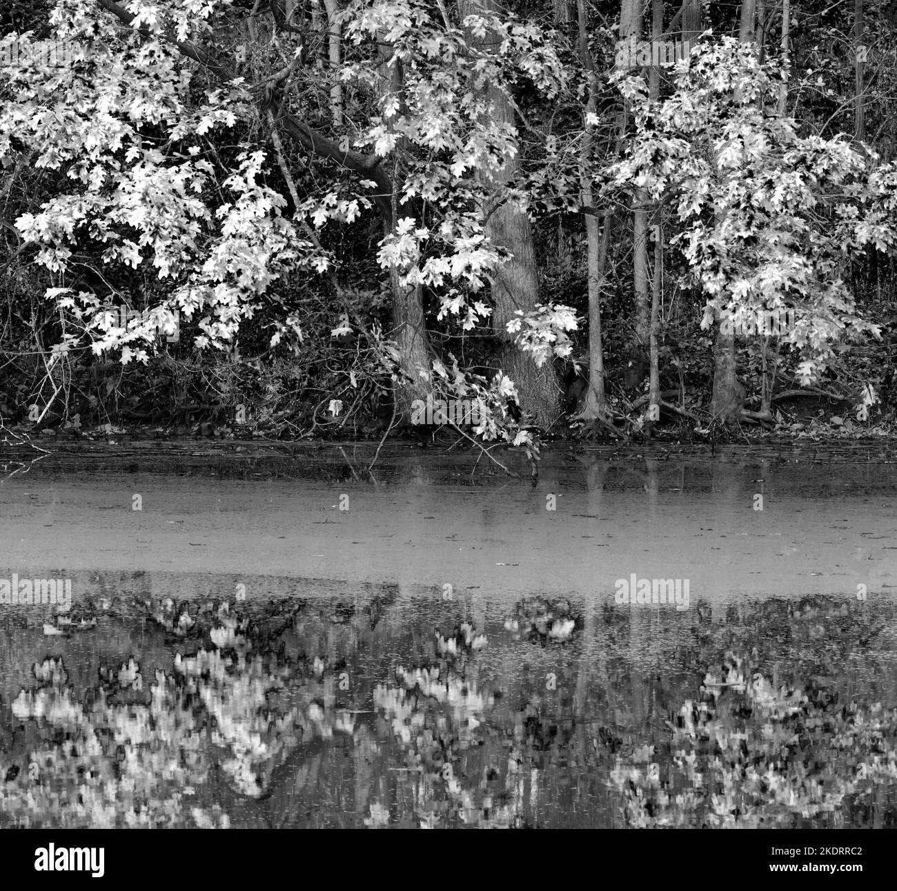 Die Wasserhackblume füllt die Oberfläche von Mark's Pond, eingerahmt von einem brillanten Ahorn in Herbstfarbe, Green Valley Forest Preserve, DuPage County, Illinois Stockfoto