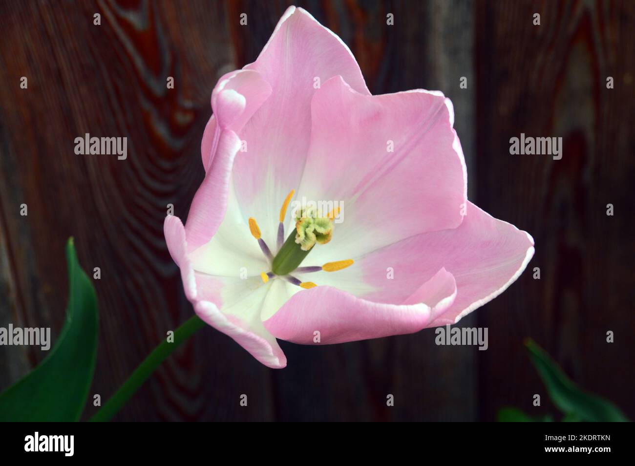 Single Pink Tulipa 'Mango Charm' (Triumph Tulip) Blumenkopf angebaut an RHS Garden Rosemoor, Torrington, Devon, England, UK. Stockfoto