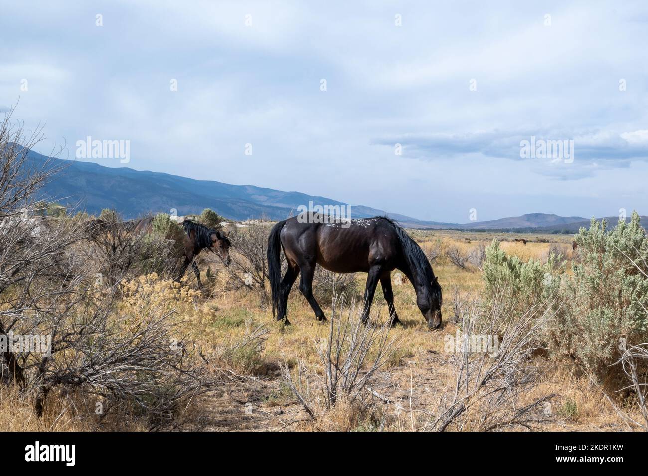 Mustang in der hohen Wüste in Nevada, USA (Washoe Lake), mit Beweidung in der Bucht und einigen Wolken am Himmel Stockfoto