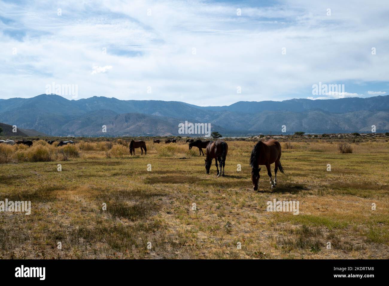 Mustangs in der hohen Wüste in Nevada, USA (Washoe Lake), mit Beweidung in der Bucht und einigen Wolken am Himmel Stockfoto