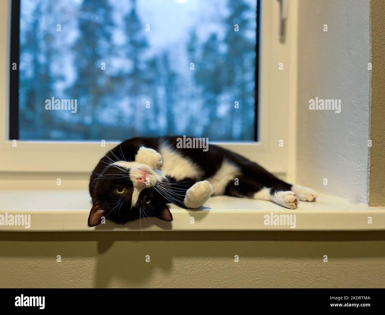 Schwarze Katze mit weißem Hals und Bauch liegt auf einer weißen Kunststoff-Fensterbank mit erhöhten Pfoten auf dem Rücken. Stockfoto