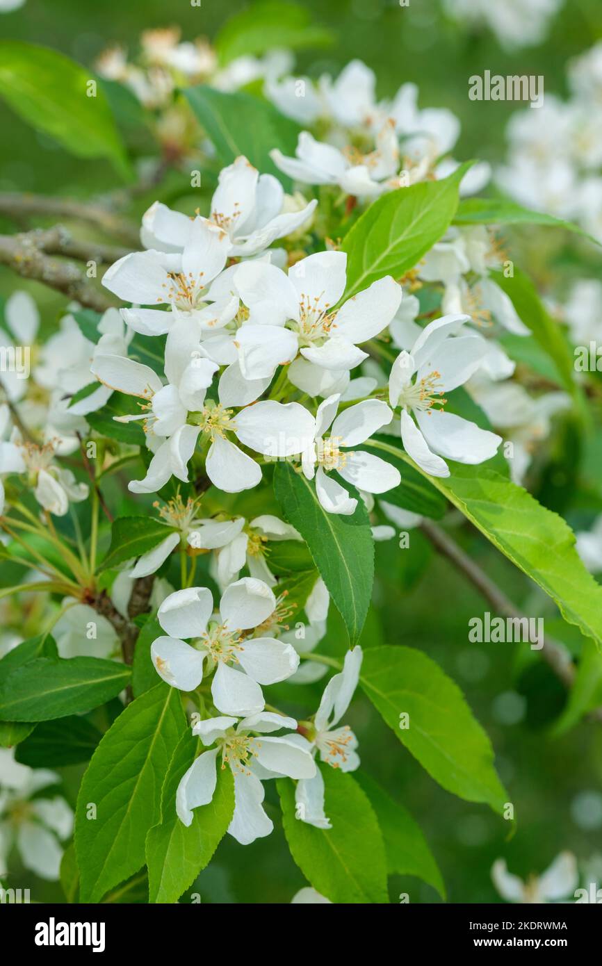 Malus baccata, sibirische Krabbe, sibirische Krabbe, Apfelblüte im mittleren bis späten Frühjahr Stockfoto