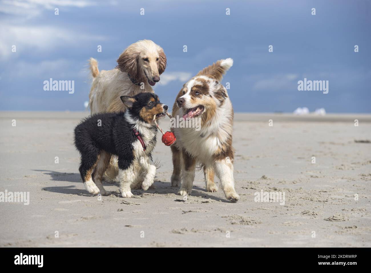 3 Hunde Stockfoto