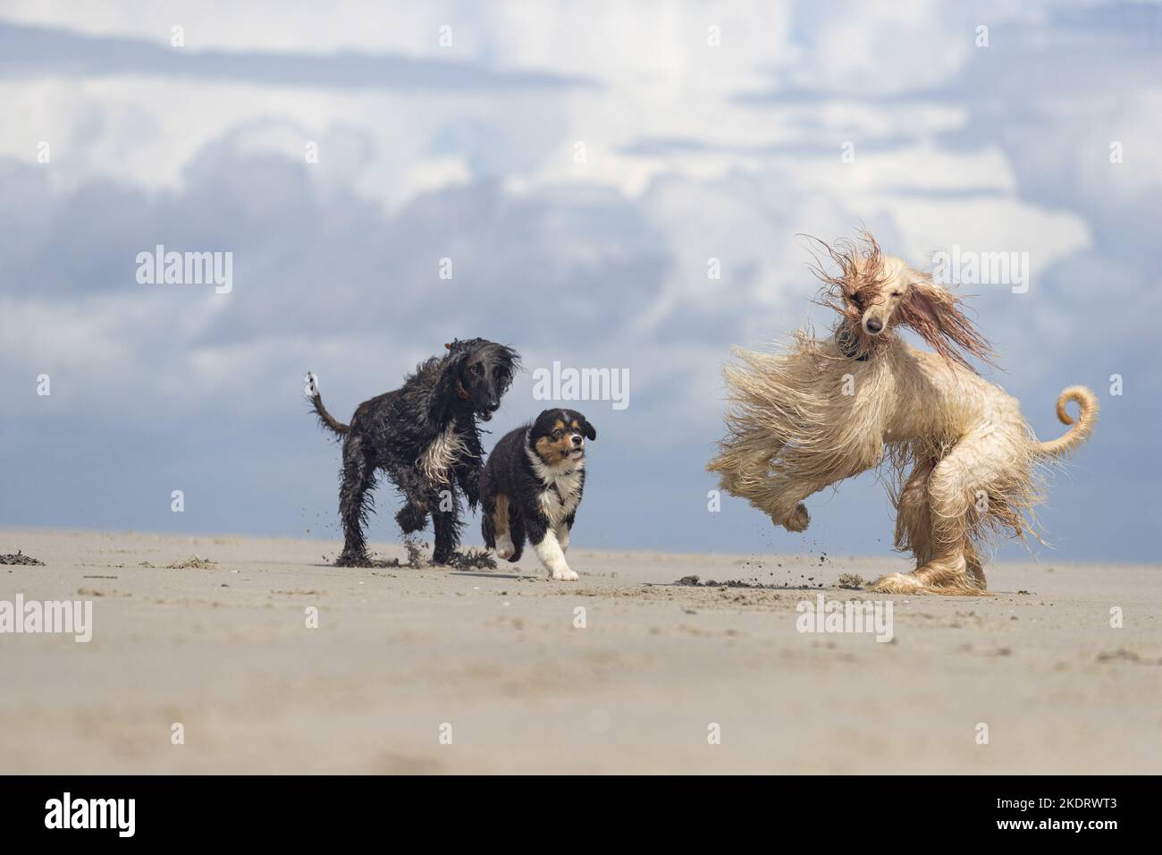 3 Hunde Stockfoto