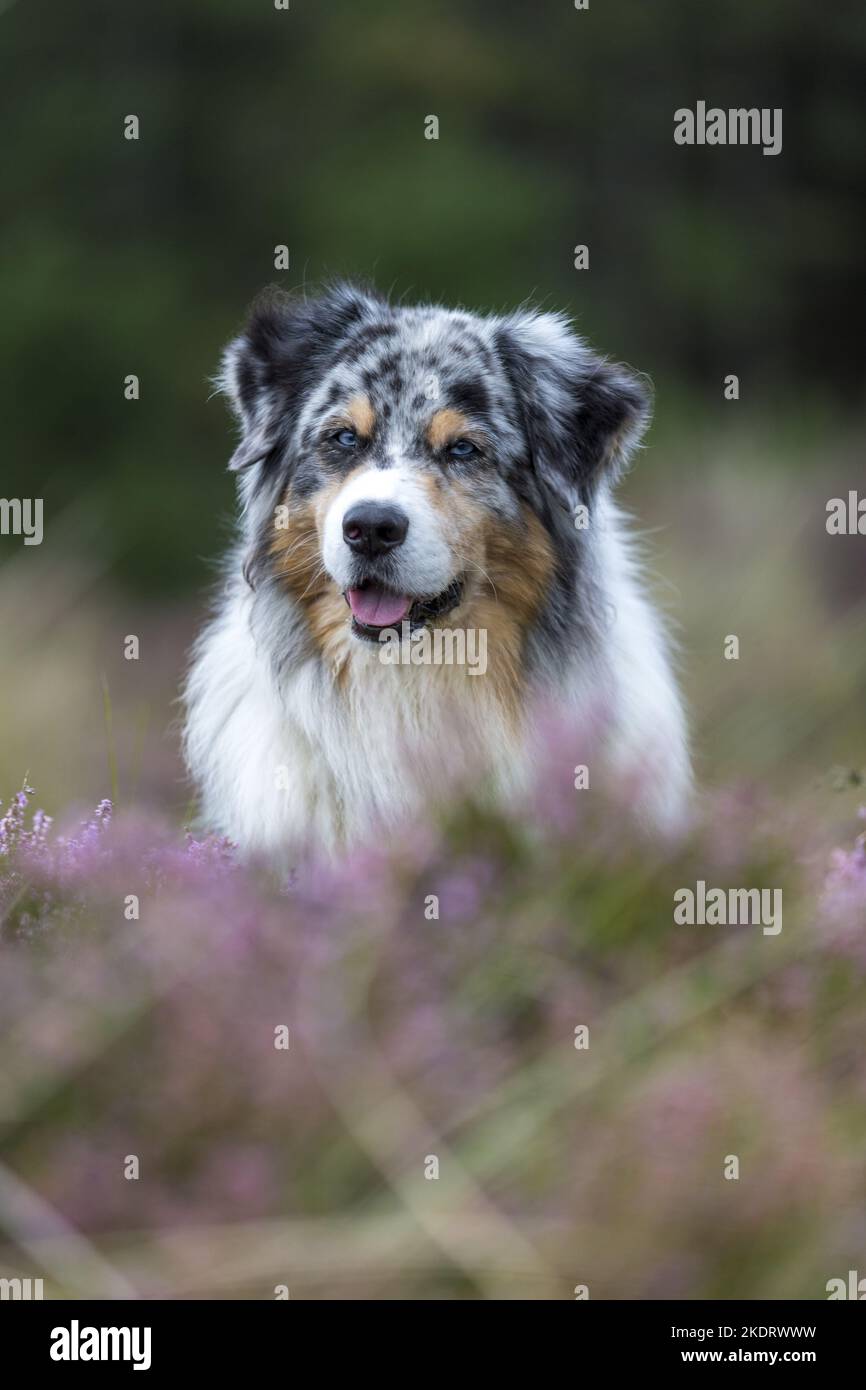 Australian Shepherd-Portrait Stockfoto