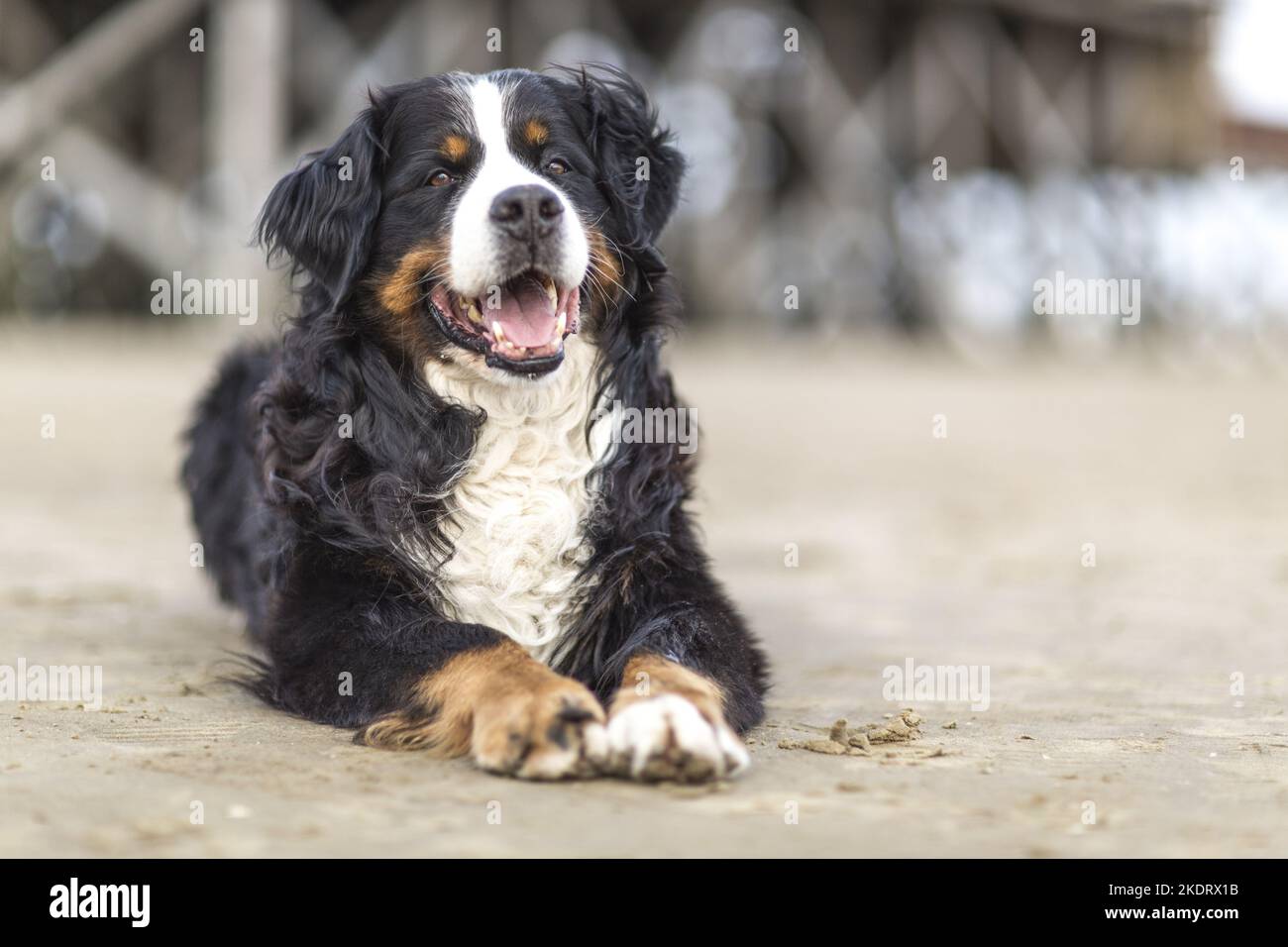 Berner Sennenhund liegend Stockfoto