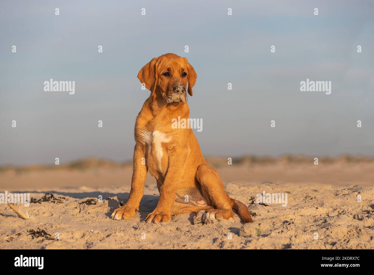 Broholmer Puppy Stockfoto