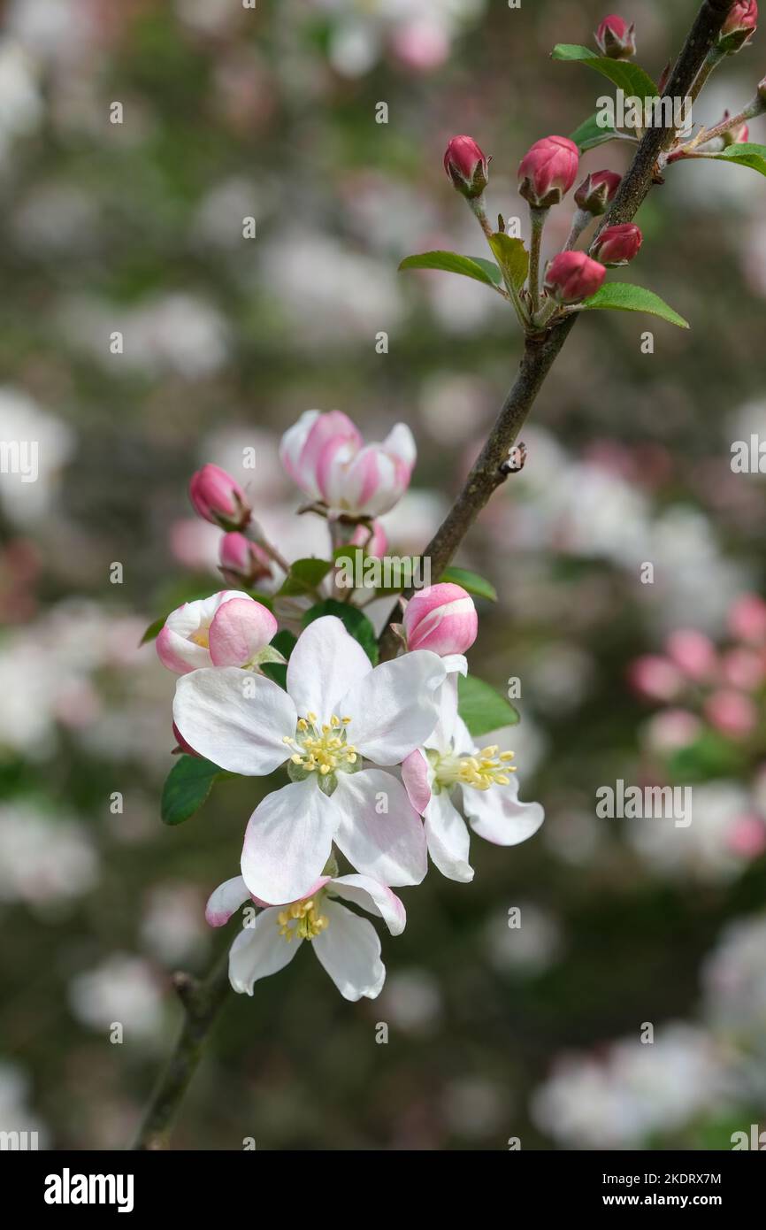 Malus sylvestris, Krabbenapfel, europäischer Krabbenapfel, Wildkrabbe, Malus acerba, Pyrus acerba, Pyrus malus Haufen rosa gefärbter weißer Blüten Stockfoto