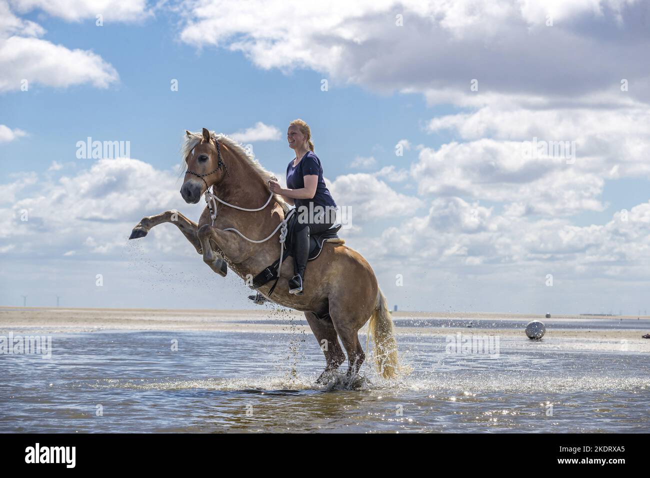 Frau reitet Haflinger Stockfoto