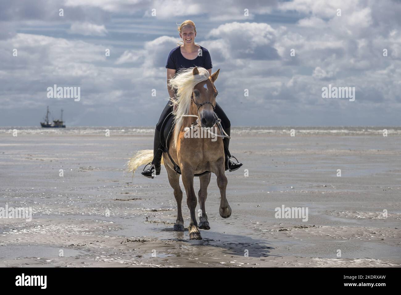 Frau reitet Haflinger Stockfoto