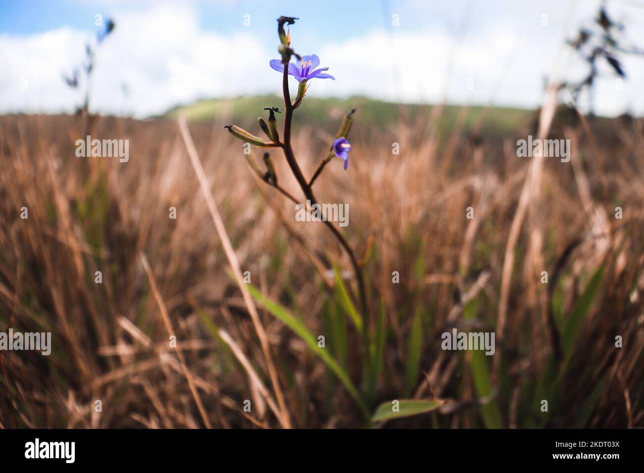 Wald-Blume Stockfoto