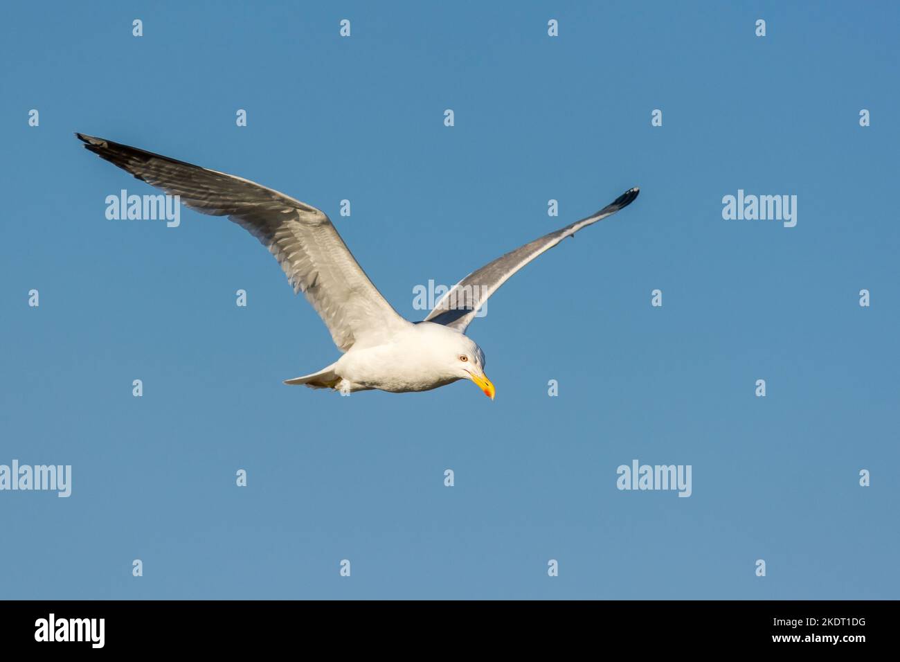 Möwe fliegt gegen den Sommerhimmel Stockfoto