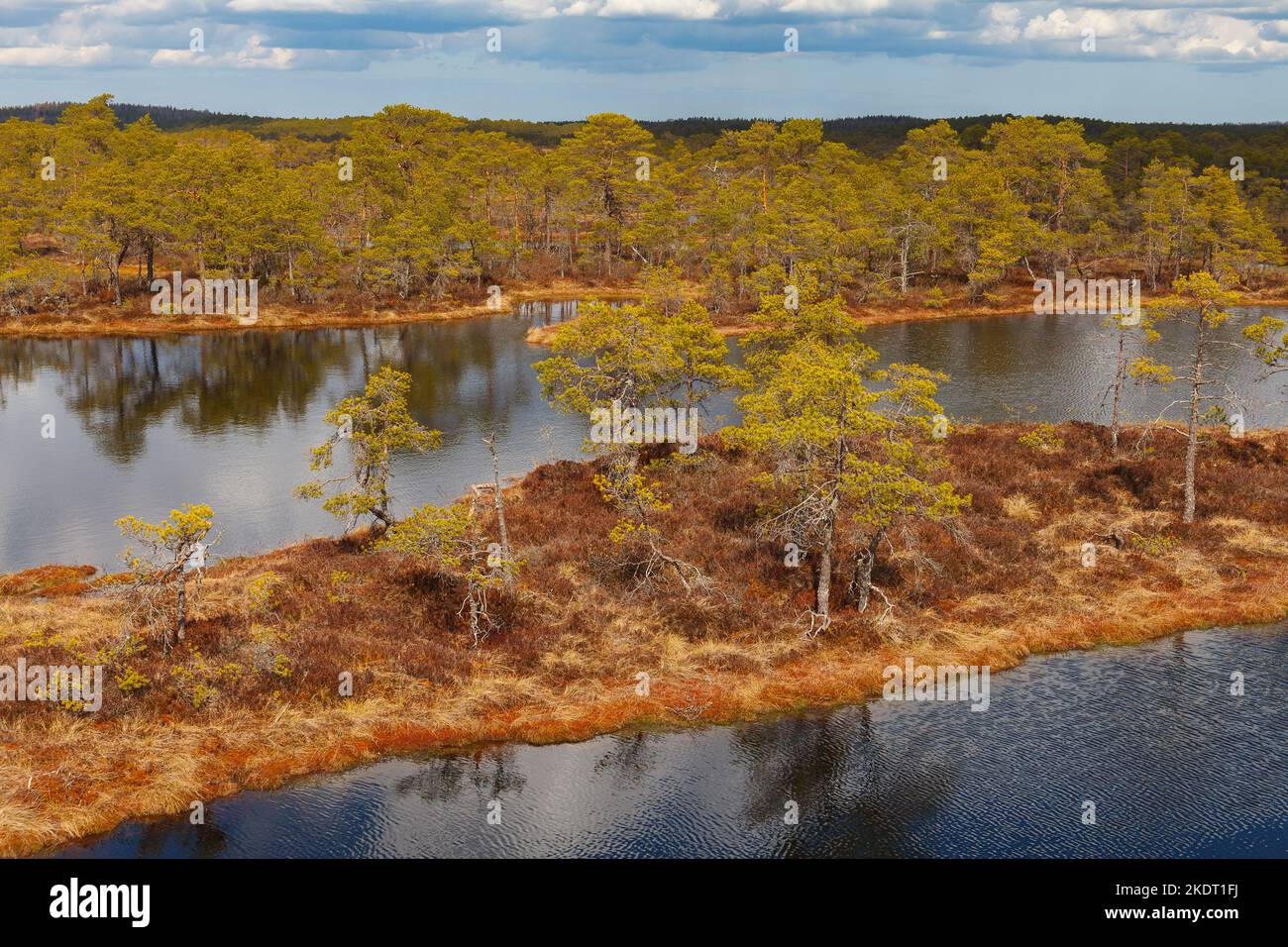 Sumpf mit Seen, Moor im estnischen Naturschutzgebiet. Stockfoto