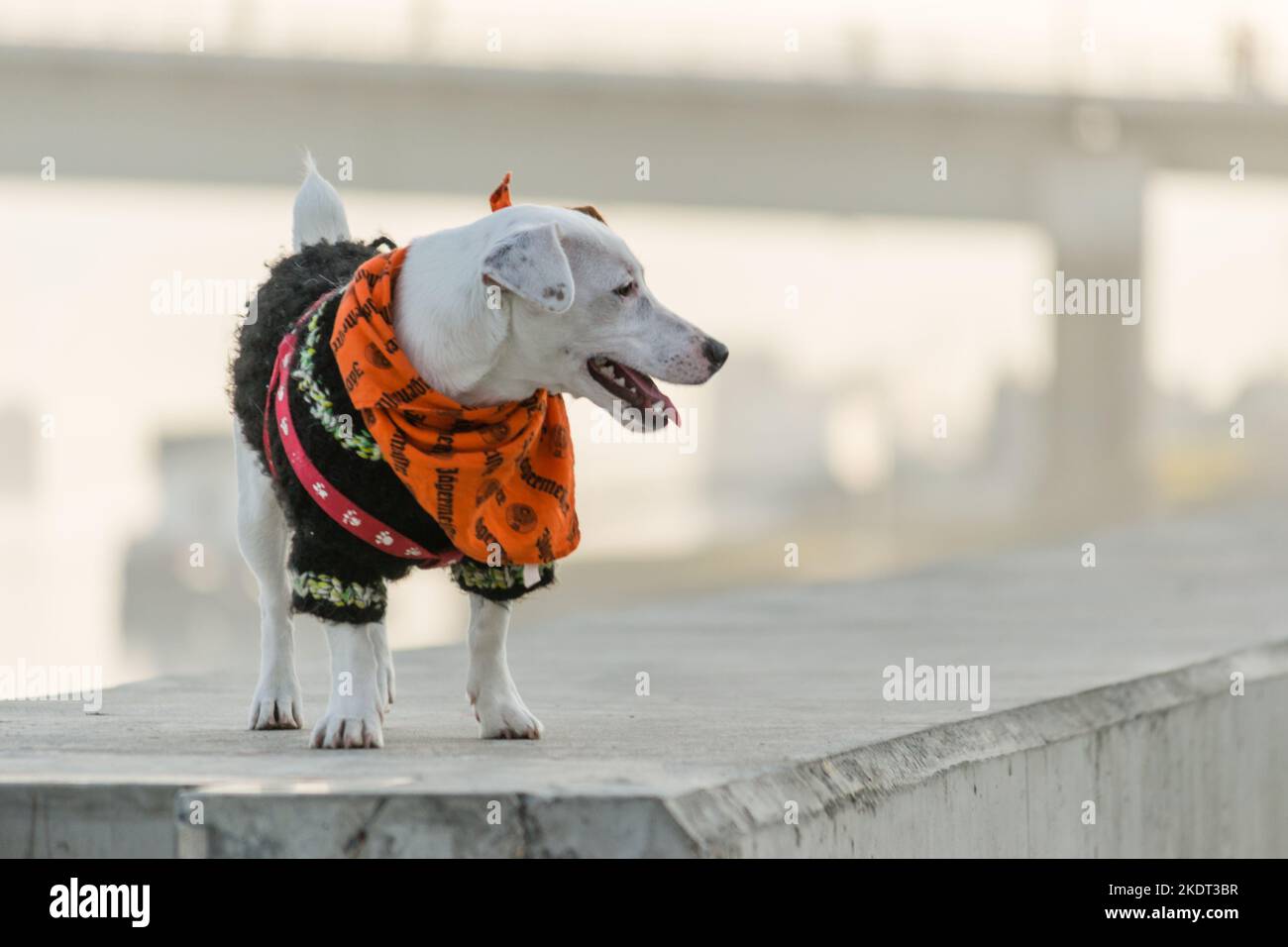 Ein Hund der Rasse Jack Russell Terrier. Porträt eines Jack Russell Terrier mit einem roten Schal um den Hals. Stockfoto