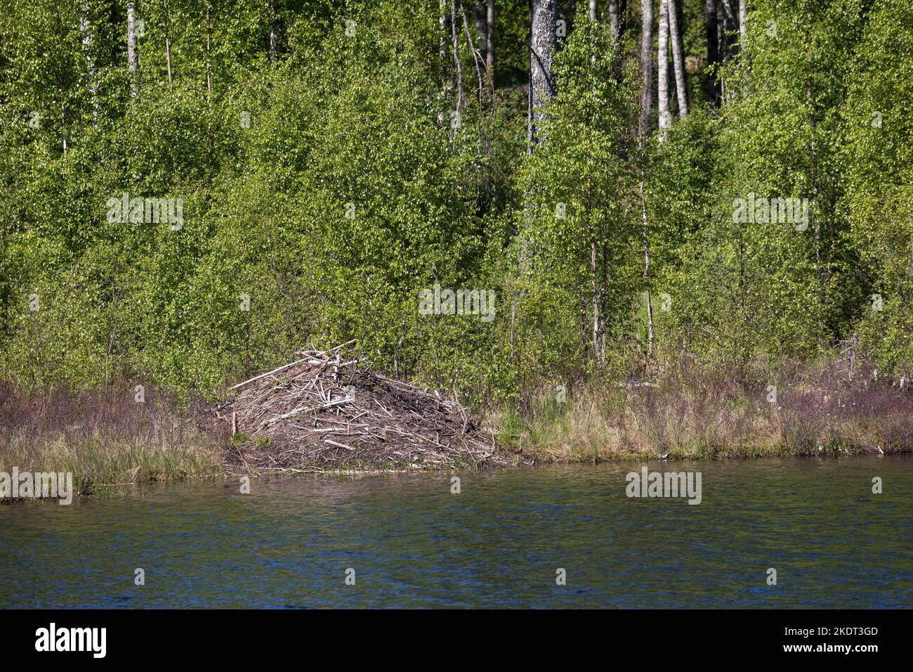Biber-Burg, Biberburg an einem Tümpel, Teich in Schweden, Europäischer Biber, Burg eines Bibers, Altwelt-Biber, Rizinusfaser, Biberhütte, Biber, Stockfoto