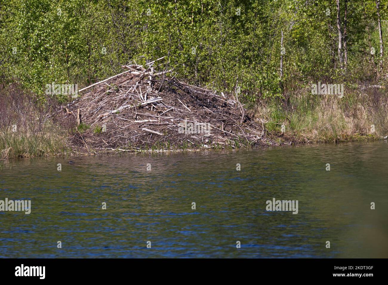 Biber-Burg, Biberburg an einem Tümpel, Teich in Schweden, Europäischer Biber, Burg eines Bibers, Altwelt-Biber, Rizinusfaser, Biberhütte, Biber, Stockfoto
