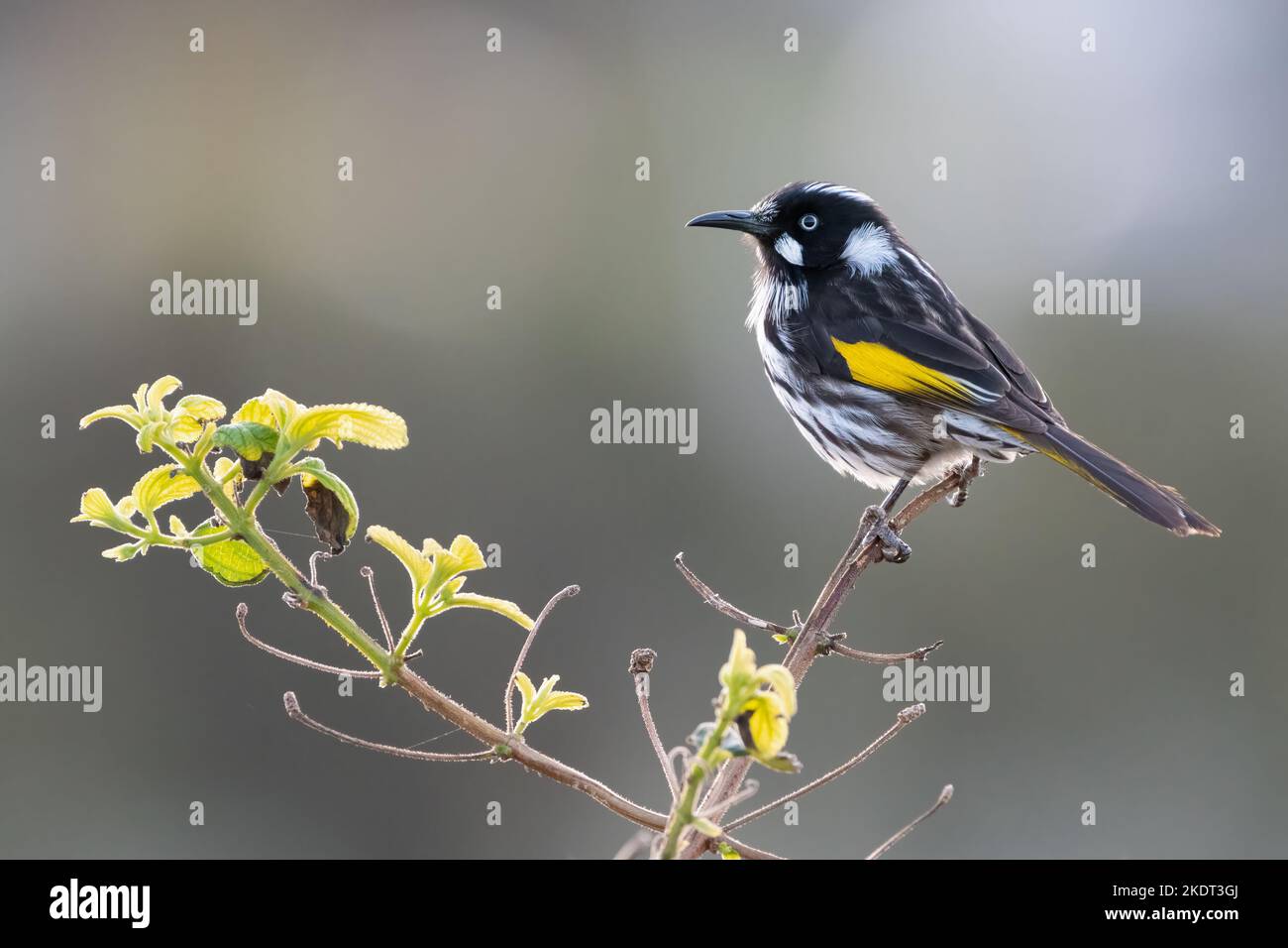 New Holland Honeyeater, NSW, Australien Stockfoto