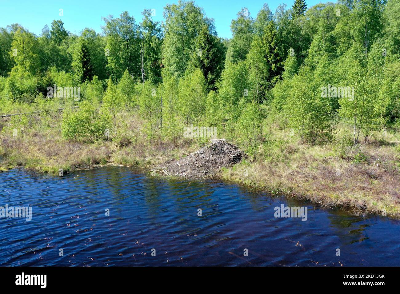Biber-Burg, Biberburg an einem Tümpel, Teich in Schweden, Europäischer Biber, Burg eines Bibers, Altwelt-Biber, Rizinusfaser, Biberhütte, Biber, Stockfoto