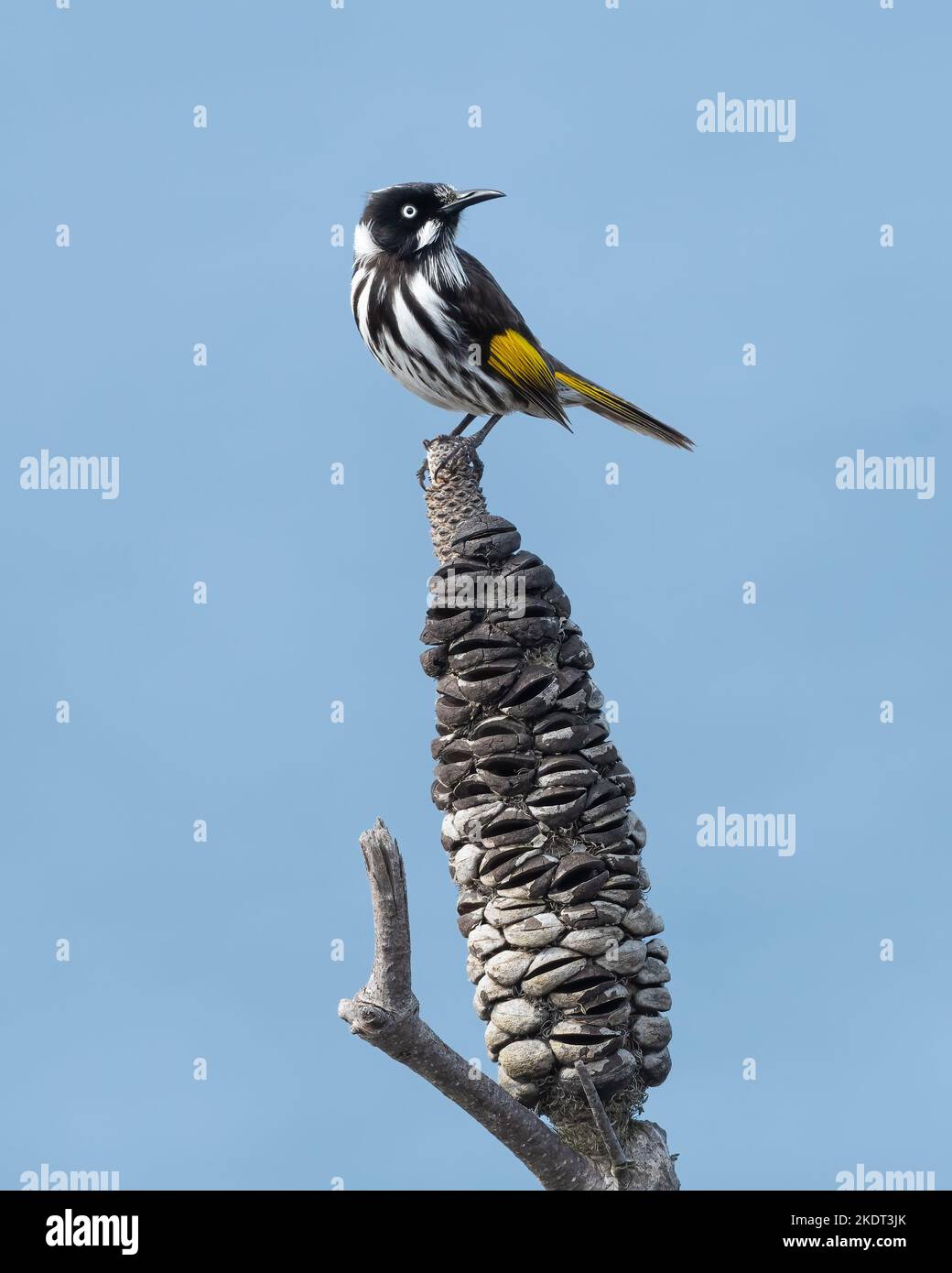 New Holland Honeyeater, NSW, Australien Stockfoto