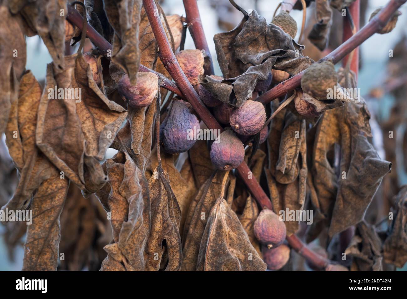 Verdorbene und verdorbene Feigen auf dem Baum. Ernteproblem durch trockenen Sommer Stockfoto