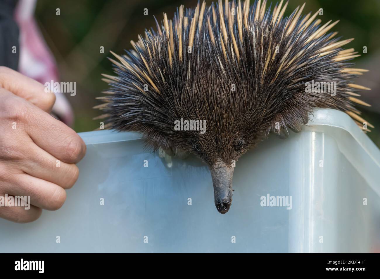 Kurzschnäubige Echidna, die wieder in den Wald entlassen wird Stockfoto