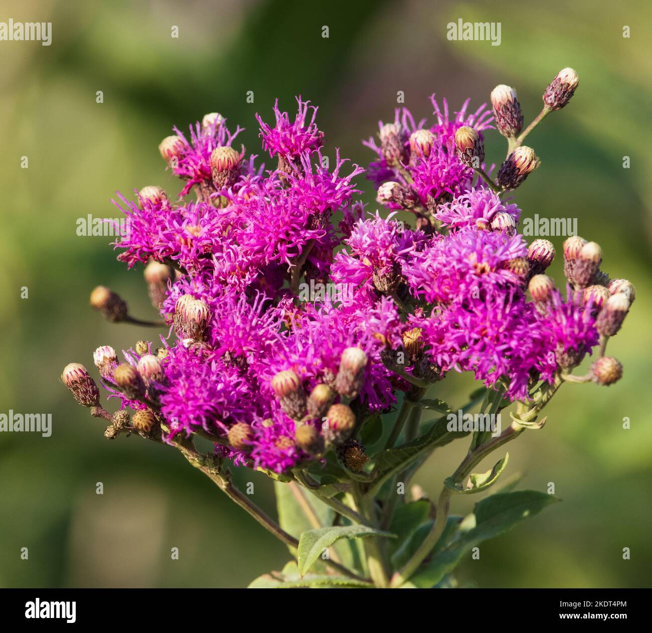 Nahaufnahme einer blühenden westlichen Ironweed-Pflanze Mitte des Sommers. Stockfoto